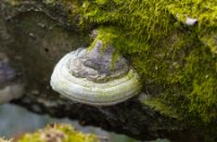 Zwam in de Oisterwijkse Bossen en Vennen