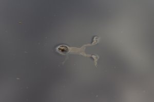 Kikker in de Goorvennen