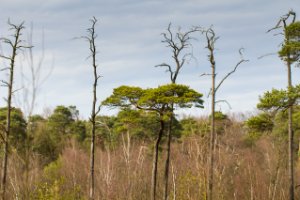 Bomen bij de Goorvennen