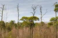 Bomen bij de Goorvennen