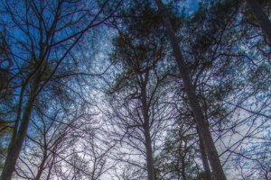 Bomen in de Oisterwijkse Bossen en Vennen