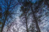 Bomen in de Oisterwijkse Bossen en Vennen