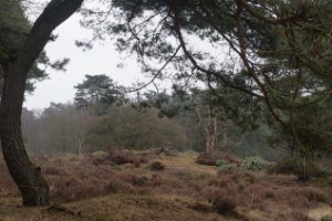 Wandelpad Zanderbos Nunspeet