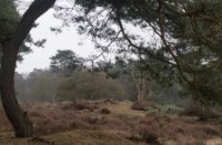 Wandelpad Zanderbos Nunspeet, Nunspeet, Cor de Lange