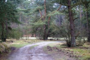 Wandelpad Zanderbos Nunspeet