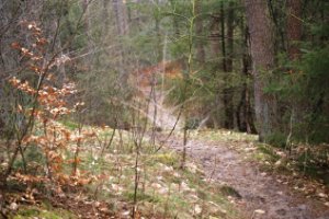 Wandelpad Zanderbos Nunspeet