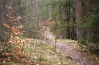 Wandelpad Zanderbos Nunspeet, Nunspeet, Cor de Lange