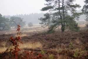 Wandelpad Zanderbos Nunspeet