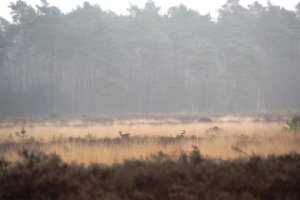 Zanderbos Nunspeet/Vierhouten