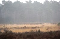 Zanderbos Nunspeet/Vierhouten, Nunspeet/Vierhouten, Cor de Lange