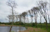 Bloemdijken van Zuid-Beveland, Nisse
