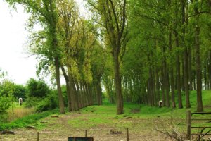 Bloemdijken van Zuid-Beveland