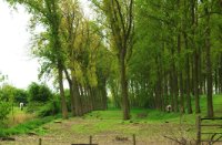 Bloemdijken van Zuid-Beveland, Nisse