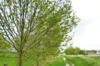 Bloemdijken van Zuid-Beveland, Nisse