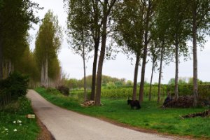 Bloemdijken van Zuid-Beveland