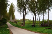 Bloemdijken van Zuid-Beveland, Nisse