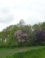 Bloemdijken van Zuid-Beveland