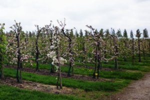 Bloemdijken van Zuid-Beveland