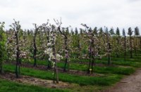 Bloemdijken van Zuid-Beveland, Nisse