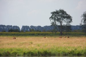 Hooglanders op natuureiland