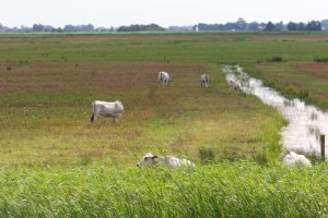 Grazende koeien