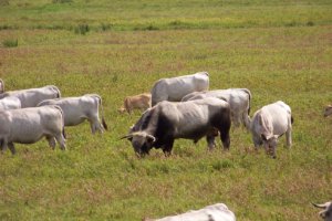 Koeien met stier en kalf