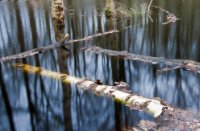 In het moeras, Nationaal Park De Groote Peel, Hans Dirix