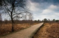 Knuppelpad door het moeras, Nationaal Park De Groote Peel, Hans Dirix
