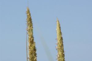 Helmgras_26