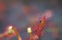 Zonnedauw in het water, Natuurgebied Kleine Meer, Leen kalkman