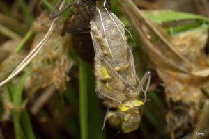 Libelle komt uit pop