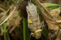Libelle komt uit pop, Natuurgebied Kleine Meer, Leen kalkman