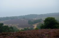 Paarse Posbank, Nationaal Park Veluwezoom, edwin hoek