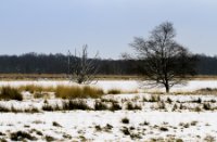 Veen landschap met  boom in de sweeuw, mrt 2013, Bargerveen, Suzan van Breenen