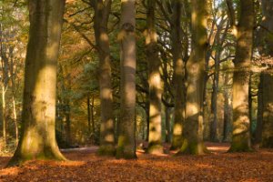 Herfst