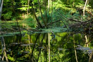 waterloopbos