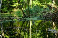 waterloopbos