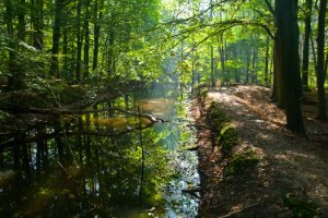 Waterloopbos
