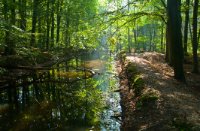 Waterloopbos