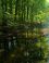 Waterloopbos