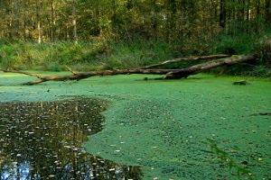 Waterloopbos