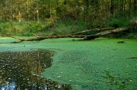 Waterloopbos