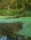 Waterloopbos