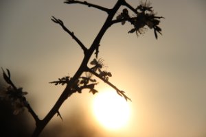 Tegenlicht