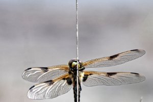 Libelle