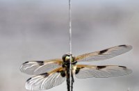 Libelle