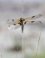 Libelle