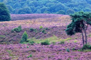 Purple silence