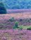 Purple silence